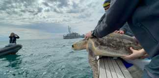 Punta Campanella, le tartarughe Diego Armando e Zia Franca di nuovo libere