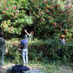 Sessanta volontari in azione per la cura del verde nella Villa Floridiana
