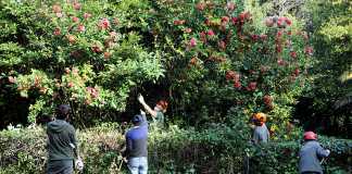 Sessanta volontari in azione per la cura del verde nella Villa Floridiana