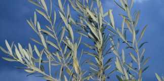 Domenica delle Palme e Covid 19: Diocesi di Napoli vieta le benedizioni