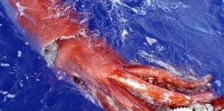 Totano gigante pescato a mani nude a riva: video della cattura miracolosa