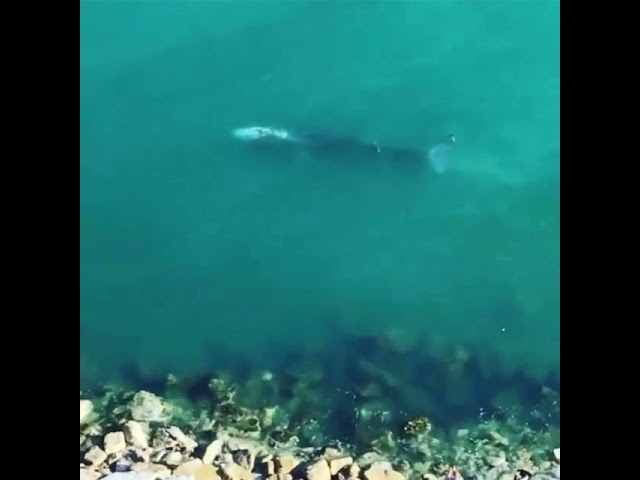 Balena grigia, l Balena grigia, l