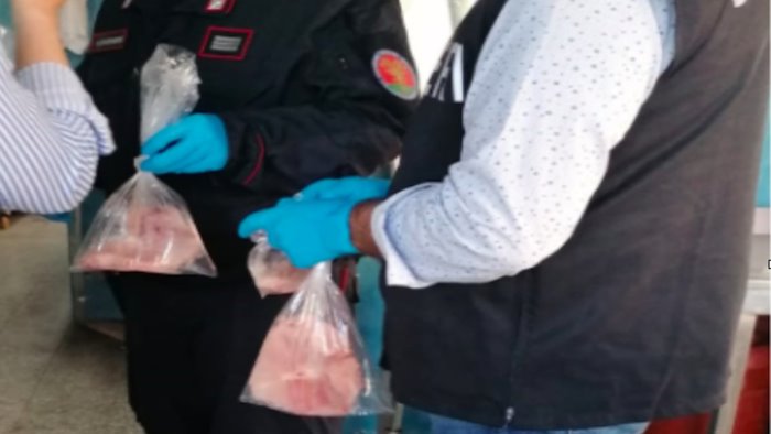 Agropoli, vende carne di squalo raro: denunciato