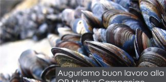 A Bacoli nasce la prima organizzazione di produttori del settore della Mitilicoltura in Campania
