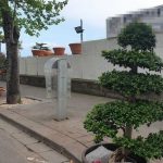 Posillipo: fioraio occupa un intero marciapiede. Denunciato e sequestrate oltre 3300 piante