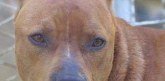 Padula, 60enne azzannato da un pitbull per difendere il cane