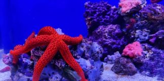 Riapre l’Acquario di Napoli: ecco giorni e orari per le visite
