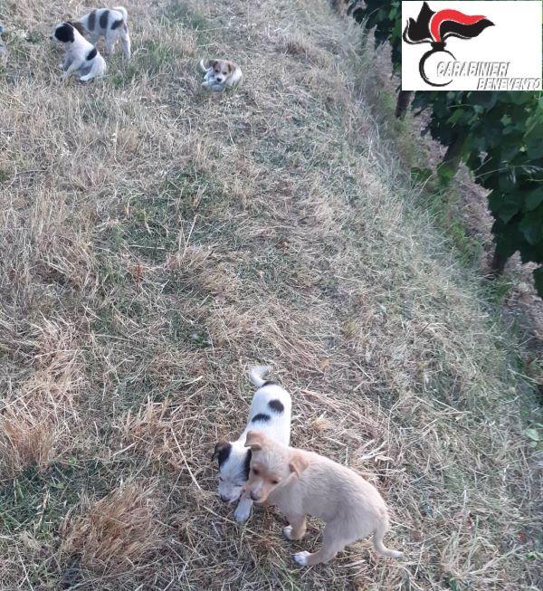 Paupisi, abbandonano 5 cuccioli ma vengono rintracciati: uomo aggredisce i Carabinieri e viene arrestato
