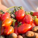 Il pomodorino del piennolo al Salone Slow Fish di Genova