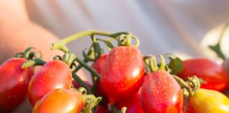 Il pomodorino del piennolo al Salone Slow Fish di Genova