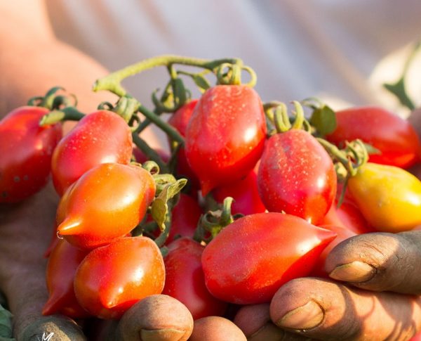 Il pomodorino del piennolo al Salone Slow Fish di Genova