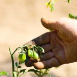 Il pomodorino del piennolo al Salone Slow Fish di Genova
