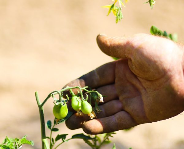 Il pomodorino del piennolo al Salone Slow Fish di Genova