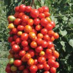 Il pomodorino del piennolo al Salone Slow Fish di Genova