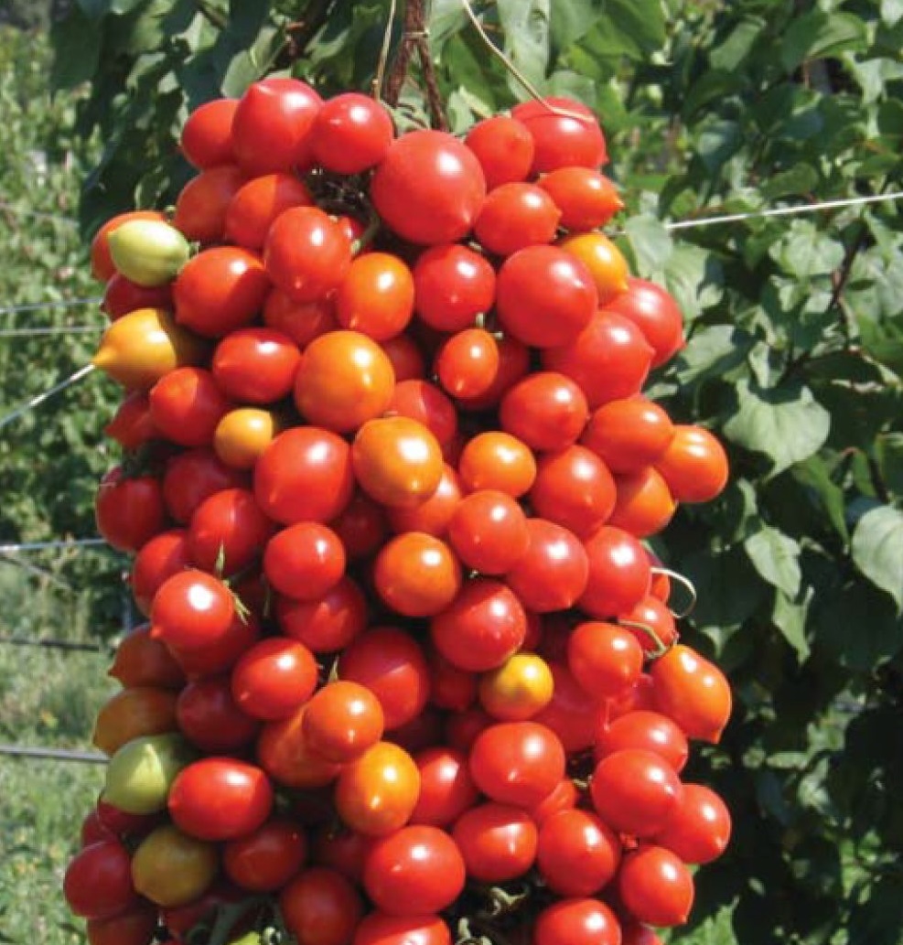 Il pomodorino del piennolo al Salone Slow Fish di Genova