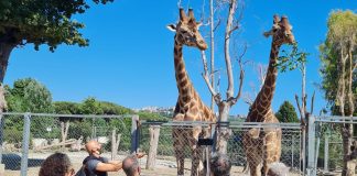 Ingresso libero alla Zoo di Napoli, domani 24 settembre dalle 16 alle 19