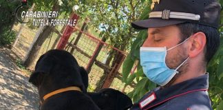 Lioni, abbandona 2 cuccioli di cane: denunciato