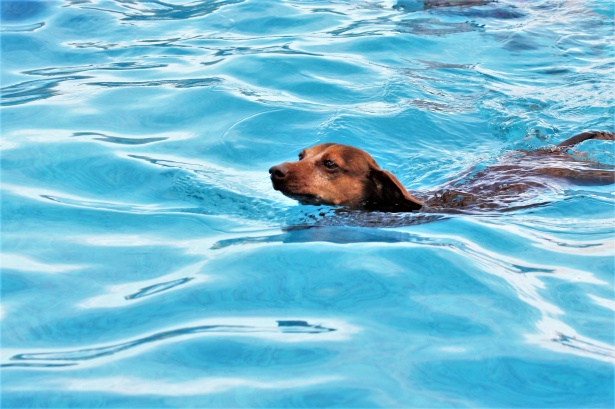 quali sono le migliori piscine dove portare i cani