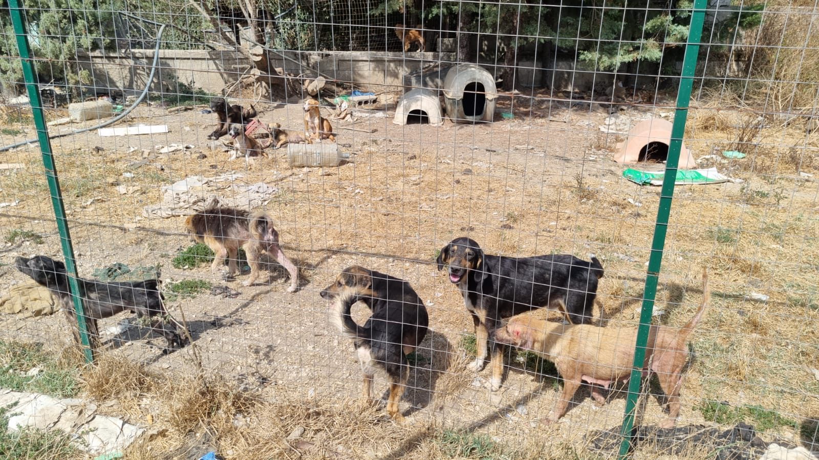 Sessa Aurunca, scoperto canile lager: sequestrati 34 animali