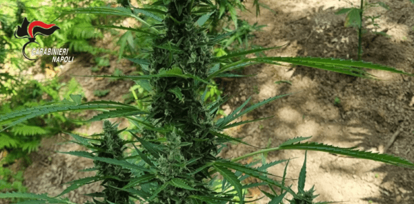 Piantagioni di cannabis sui Monti Lattari e sul Faito: due arresti