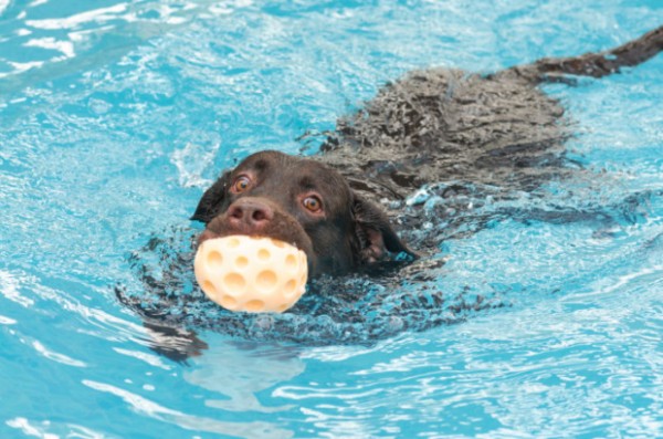 dove portare i cani in piscina