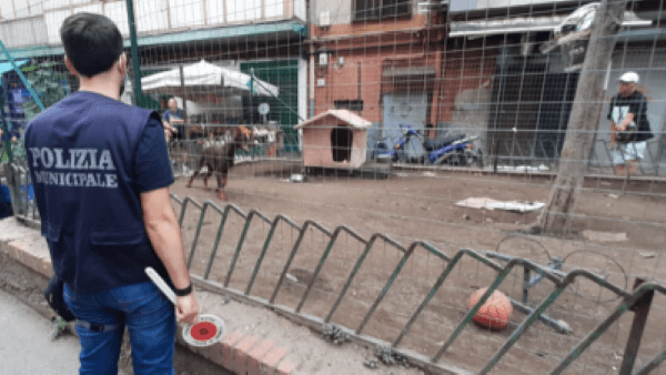 Napoli, controlli contro venditori abusivi e maltrattamenti agli animali: multe e sequestri
