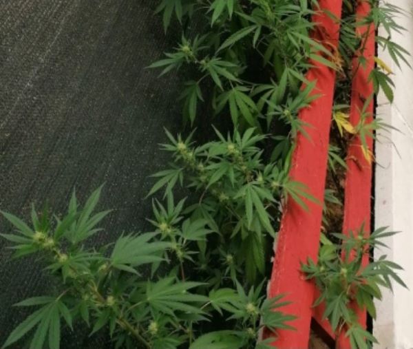 Benevento, coltiva marijuana in casa: 36enne ai domiciliari