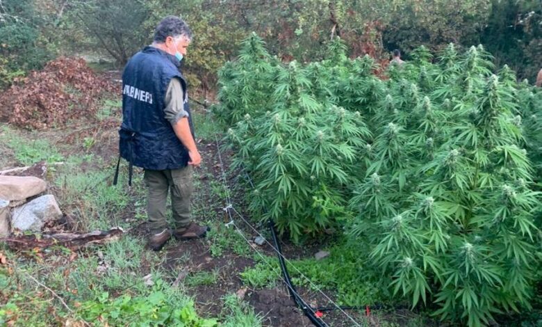 Fiume Calore, scoperta piantagione di marijuana: 8 arresti