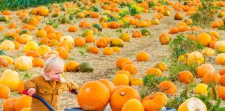 Al Magic Park di Caserta arrivano la magia dei “Super Heroes & Co.” e delle “Zucche Reali”