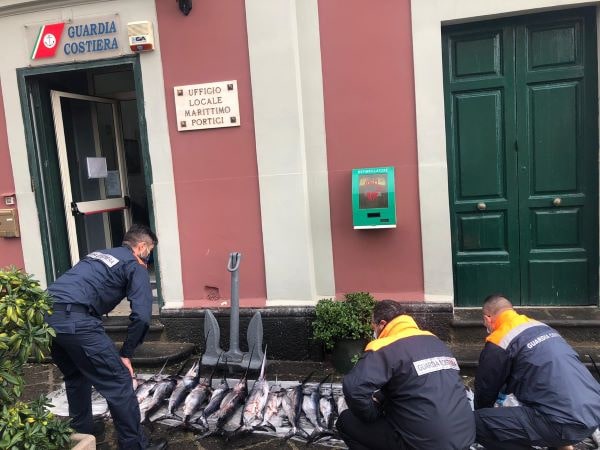 Portici, sbarco illegale di 30 esemplari di pesce spada: sequestri della Guardia Costiera