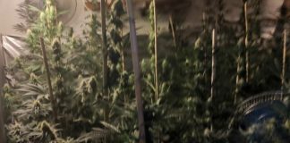 Villa di Briano, scoperta piantagione di marijuana