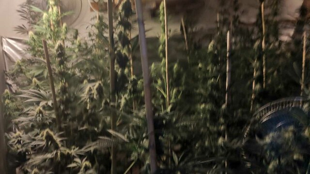 Villa di Briano, scoperta piantagione di marijuana: arrestato 24enne Villa di Briano, scoperta piantagione di marijuana: arrestato 24enne