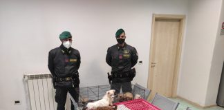 Marcianise, in auto con 39 cuccioli di cane in gabbia