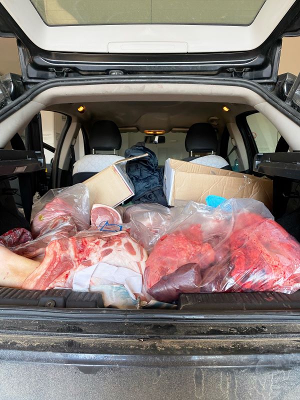San Bartolomeo in Galdo, sequestrati 300 kg di carne in cattivo stato di conservazione: 2 denunce San Bartolomeo in Galdo, sequestrati 300 kg di carne in cattivo stato di conservazione: 2 denunce