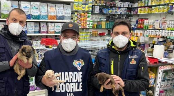 Napoli, sequestrati 10 cuccioli di cane: erano in precarie condizioni igieniche