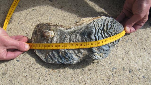 Scoperta la più grande ostrica del mondo. Lunga 27 centimetri, ha 15 anni e pesa oltre 2 Kg