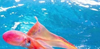 Grande Barriera Corallina, avvistato rarissimo esemplare di polpo "arcobaleno"