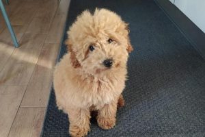 Nola, ruba cane in un appartamento: parte la caccia al ladro - VIDEO Nola, ruba cane in un appartamento: parte la caccia al ladro - VIDEO