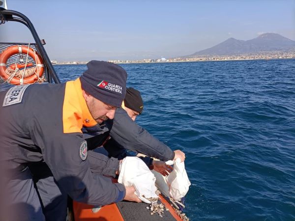Napoli, controlli della Guardia Costiera nella filiera ittica: sequestrati 300 kg di pescato