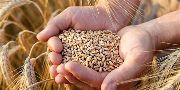 Blitz GdF contro la pirateria agroalimentare: sequestrate oltre 105 tonnellate di grano