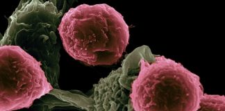 Aperta la via a un vaccino jolly anti-cancro