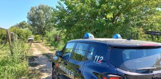 Giugliano, scoperte 632 piante di cannabis e 150 kg di marijuana: arrestato un 62enne