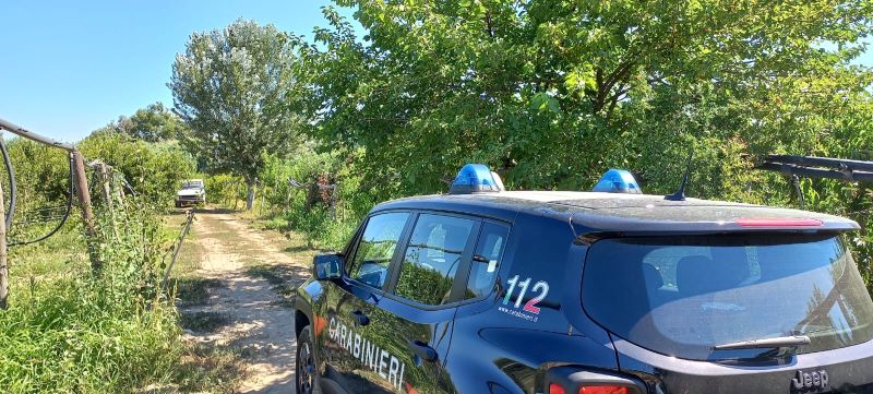 Giugliano, scoperte 632 piante di cannabis e 150 kg di marijuana: arrestato un 62enne