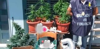 Baronissi, sequestrata "serra casalinga" di marijuana