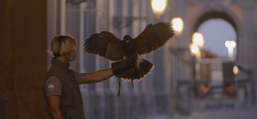 Al Palazzo Reale di Napoli visite serali e dimostrazioni di volo dei falchi nel Giardino Romantico