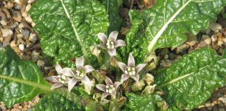 Mandragora fa paura: come riconoscerla