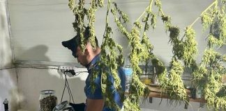 Sant'Anastasia, ex canile trasformato in serra per cannabis