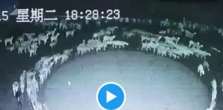 Cina, il mistero delle pecore che girano in cerchio