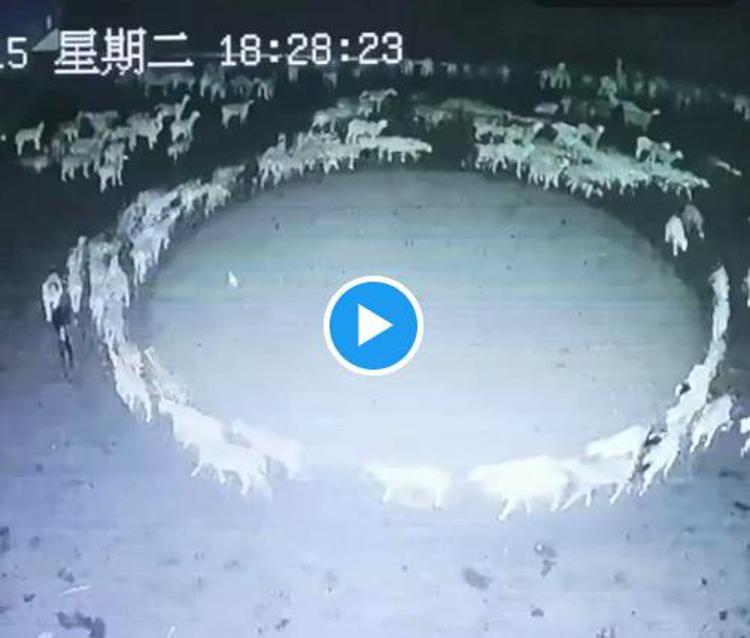 Cina, il mistero delle pecore che girano in cerchio