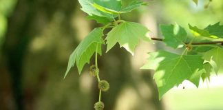 Vomero, piantumati nuovi platani nel quartiere